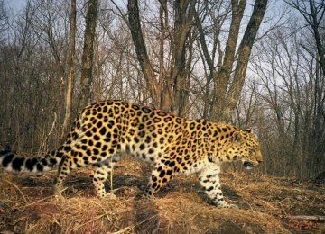 Amur Leopard Population Booms