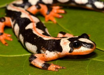 Endangered &#039;Luristan Newt&#039; to See More Protection   