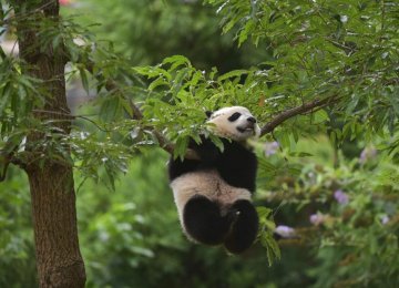 Panda Population on the Rise