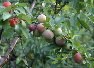 E. Azerbaijan Fruit Production
