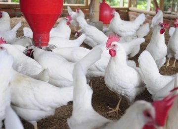 Chicken Exports to Iraq Continue