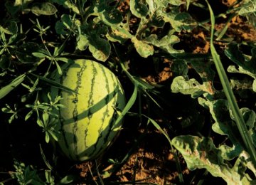 Watermelon Exports “Unfeasible”