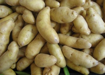 Potato Exports to Turkey Criticized