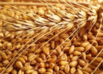 Iran to Export Wheat as Production Increases