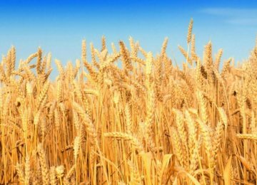 Wheat Self-Sufficiency on Target