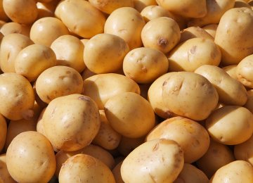 Potato Exports Rise, Water Levels Fall