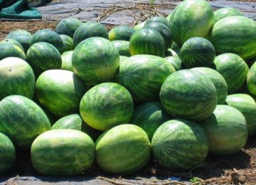 UAE Says Iranian Watermelon Safe