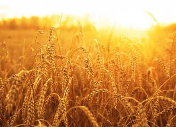 Plans to Purchase 7.7m Tons of Wheat