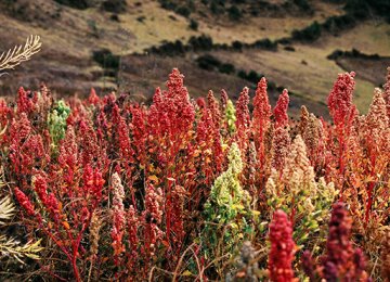 Collaboration With FAO to Cultivate Quinoa