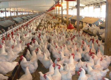 Chicken Exports to Rise