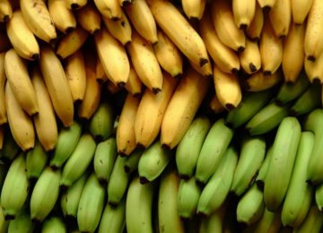 Banana Imports From Philippines