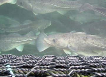 Fish Farming Contract With Norway