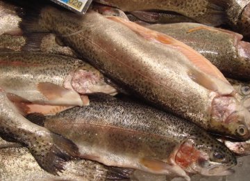 Rise in Seafood Exports Expected