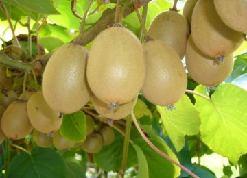 Kiwifruit’s Rise to Prominence