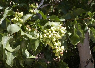 Unripe Pistachio: Delicacy Grown in the Heart of Iran