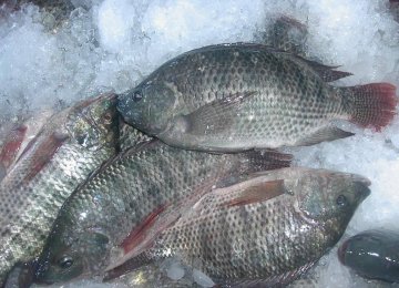 Tilapia Trade