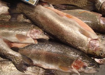 Iran, World’s Top Trout Producer