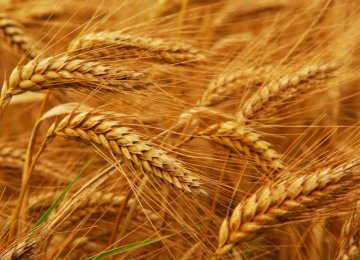 Wheat Production Meets 85% of Domestic Need