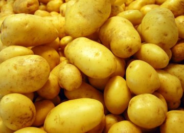 Potato Production