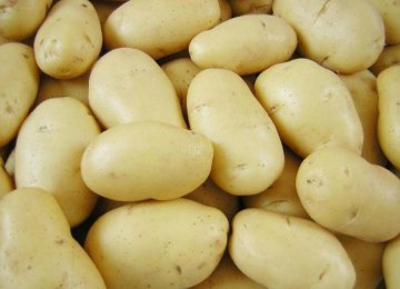 Ardabil Potato Exports