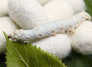 Sericulture