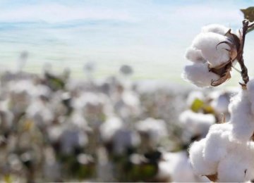 Gov’t Plans to Revive Cotton Farming