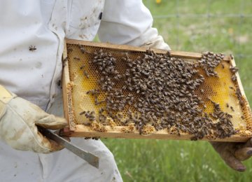 Meager Honey Production
