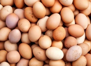 Khorasan Razavi Egg Production