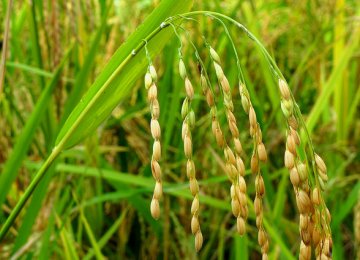 Rice Import Tariffs Jump to 40%