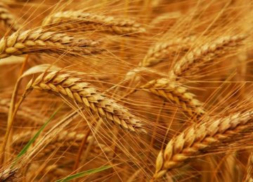 Wheat Import Banned