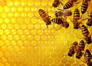 World’s 7th Biggest Honey Producer