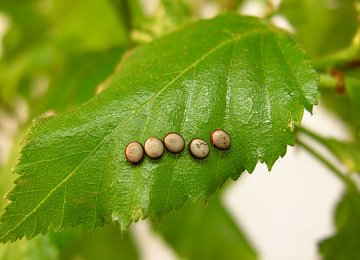 Call for Importing Silkworm Eggs