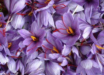 Saffron Exports Below Expectations