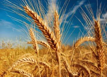 Gov’t Wheat Purchase