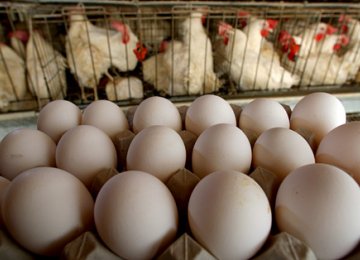 Chicken, Eggs Exports to Iraq, Afghanistan Resume