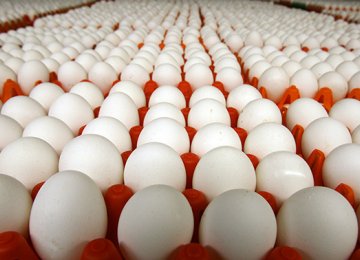 Egg Exports at 800 Tons a Day