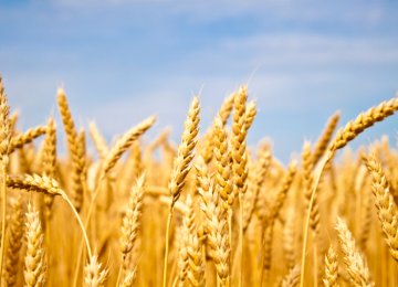 World’s 11th Biggest Wheat Producer
