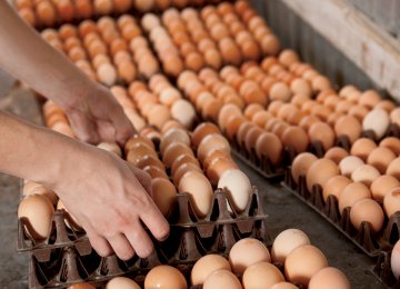 Chicken, Egg Export to Russia “Uneconomical”