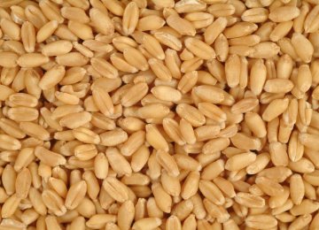 Bumper Wheat Production