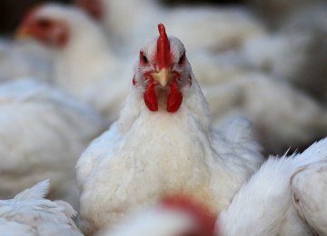 Self-Sufficiency in Chicken, Dairy Products
