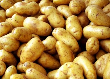 Potato Exports