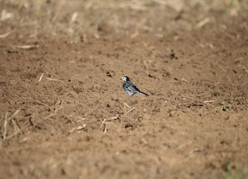 Water Crisis Choking Isfahan Agriculture