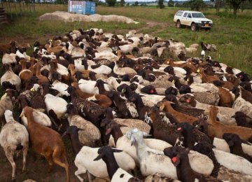 Livestock Exports