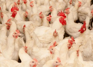 Poultry Exports to Russia