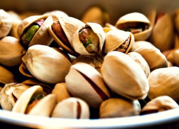 Bumper Pistachio Harvest This Year