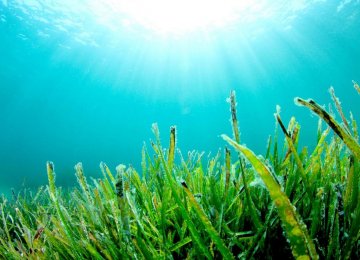 Call for Developing  Seaweed Farming