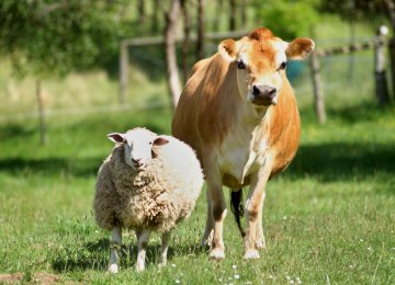 Farmed Animals Valued at $31b