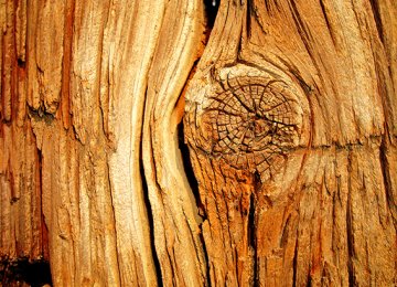 Timber Import Tariffs Lifted