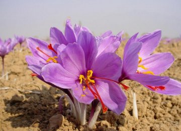 Rumors Cause Saffron Prices to Spike