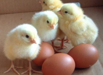 Egg Imports From France Resume